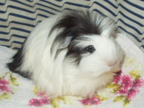 Franziska das Adlerm&auml;dchen