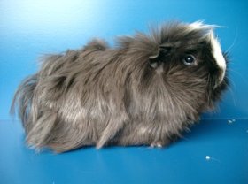 Ronjas R&auml;ubertochter, Papas T&ouml;chterchen