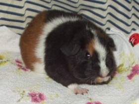 Vicky, das Teddyschwein